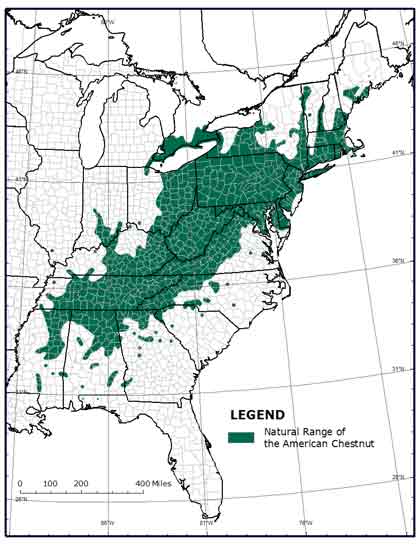 The range of Castanea dentata